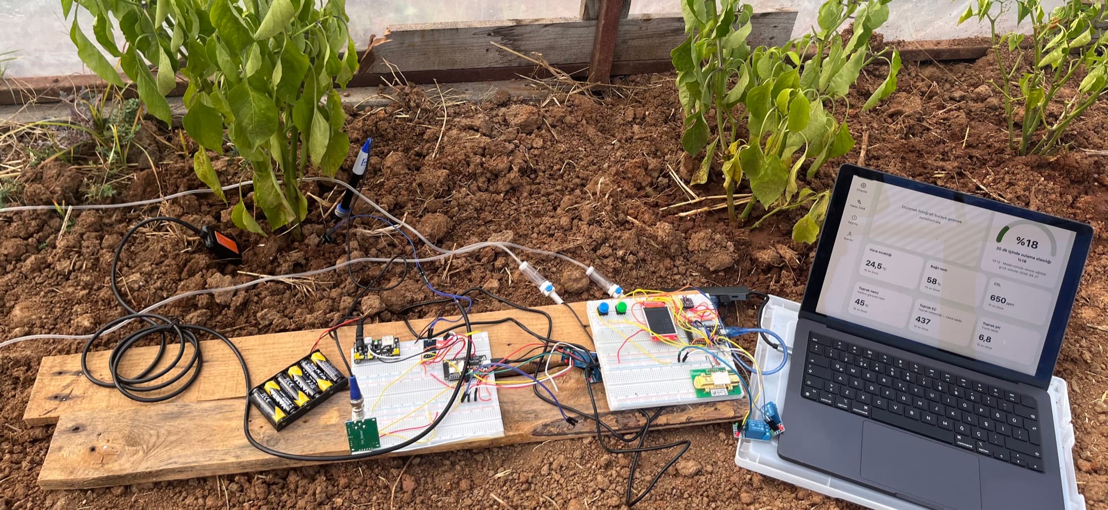 NPK probe, pH electrode and capacitive moisture sensor in the soil at the base of pepper plants; cables run to the TerraNex breadboard